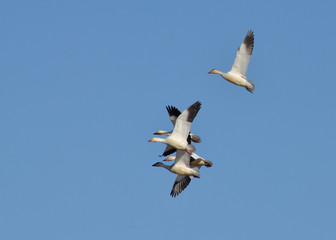 Snow Geese in flight
