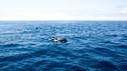 Dolphins near Ventura coast, California