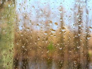 Morning rain in the spring forest.Selective focus.Background.