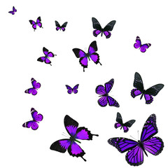 Obraz na płótnie Canvas Beautiful purple butterfly