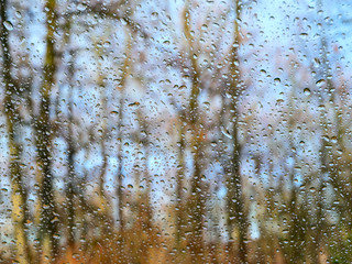 Morning rain in the spring forest.Selective focus.Background.