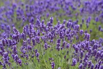 Fototapeta premium Lavender flowers blooming in the garden, beautiful lavender field
