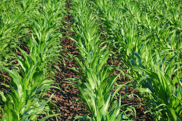Obraz premium green Cornfield 