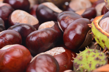 Medical chestnut