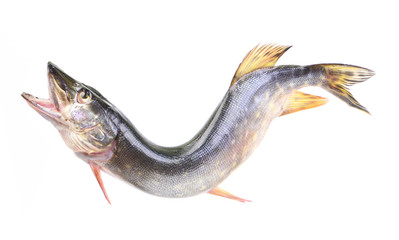 Fish pike
