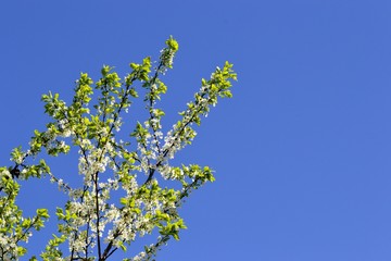 Цветение сливы