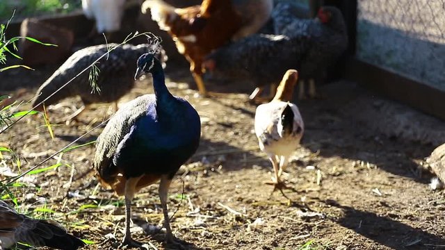 Farm Chicken free range footage