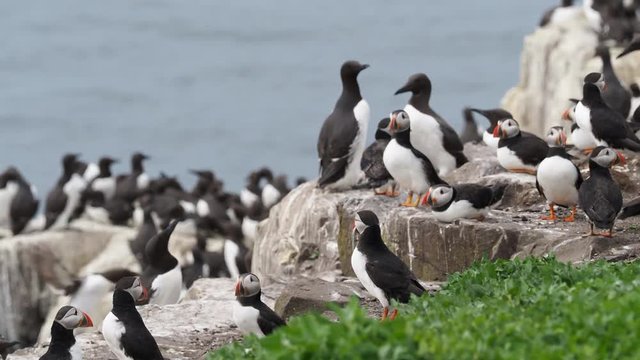 Puffin Bilder Durchsuchen 60,463 Archivfotos, und