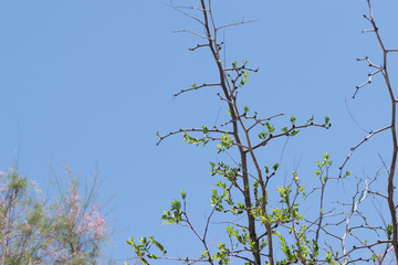 Apple Tree