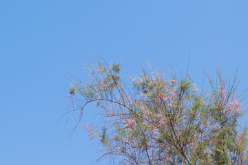 Pink Tree