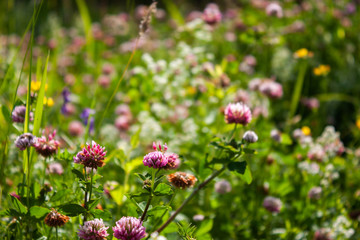 Floral summer background. Field with flowers. Summer background.
