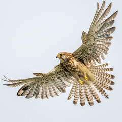 Kestrel