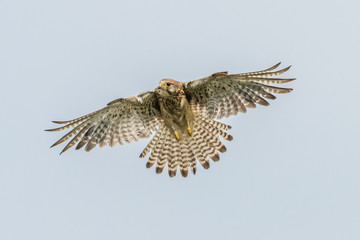 Kestrel