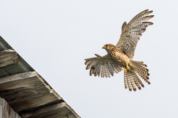 Kestrel