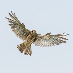 Kestrel