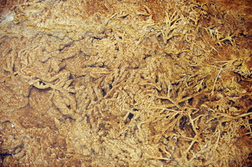The texture of the geyserite near the thermal springs