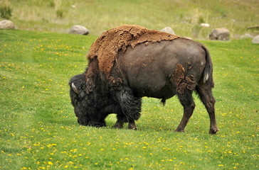 Yellowstone. Bison grazing on the grass field