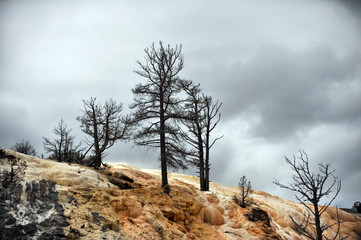 Dead trees on a thermal field