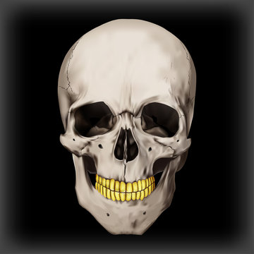 Human realistic skull with gold teeth. Black background. Anatomy vector illustration.