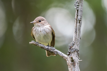 Flycatcher