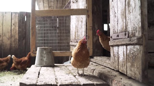The hens are laying hens in the household. Hen in the yard. White chicken roost stands at the entrance to his house. Chicken in the hen preparing to enter to lay an egg.