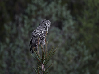 Great grey owl (Strix nebulosa)