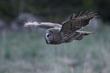 Great grey owl (Strix nebulosa)