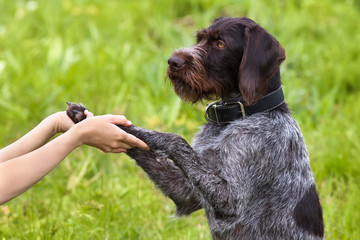 paws of dog in woman hands