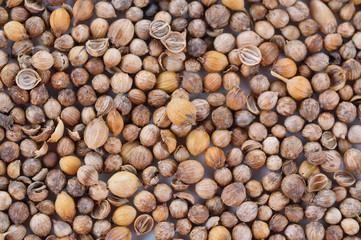 Heap of coriander on isolated white background.