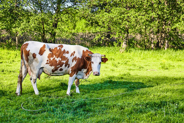 Fototapeta na wymiar Beautiful cow outdoor