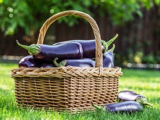 Aubergines or eggplants in wicker basket on the grass.