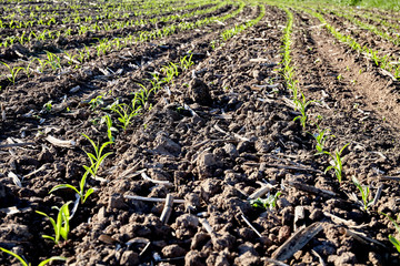 sprout in the field