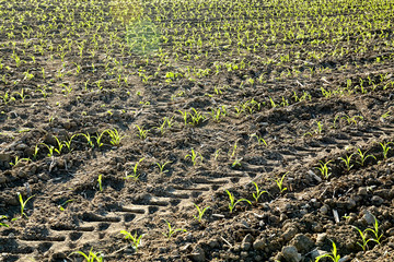 sprout in the field