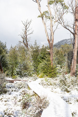 Snow covered walking trail at Cradle Mountain, Tasmania, Australia