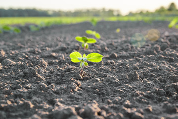 sprout in the field