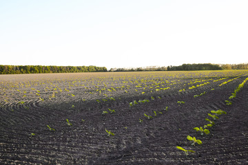 sprout in the field