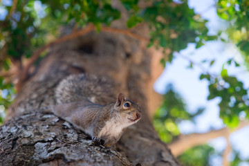 Naklejka na ściany i meble Squirrel on the tree in the park close to camera