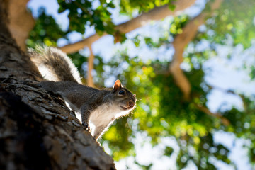 Squirrel on the tree in the park close to camera