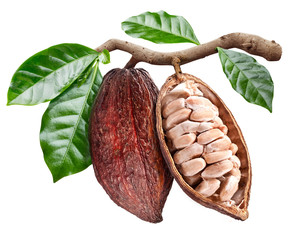 Open cocoa pod with cocoa seeds which is hanging from the branch. Conceptual photo. - obrazy, fototapety, plakaty