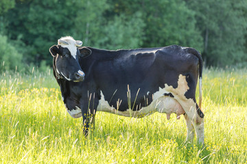 Black and white cow grazing in the green field. Farming concept