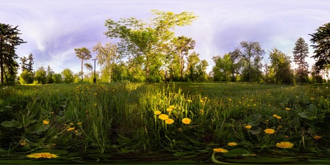 Naklejka premium Pole żółci dandelions w zielonym lesie przy zmierzchem. Sferyczna panorama 360 stopni