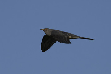 Common cuckoo (Cuculus canorus)