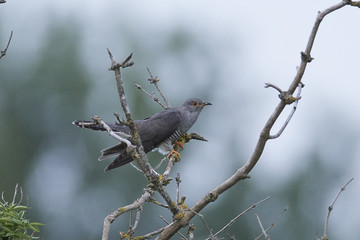 Common cuckoo (Cuculus canorus)