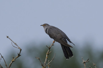 Common cuckoo (Cuculus canorus)