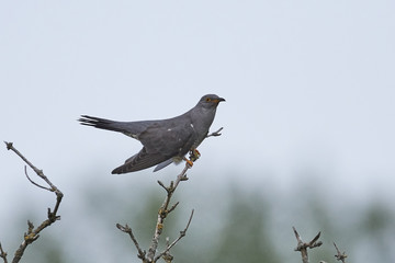 Common cuckoo (Cuculus canorus)