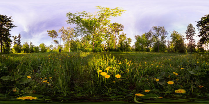 Fototapeta Field of yellow dandelions in the green forest at sunset. Spherical 360vr degree panorama