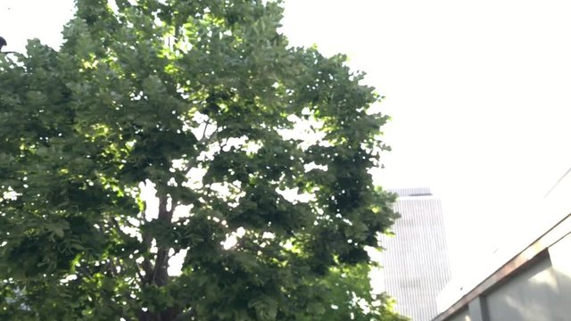 Slow walk down an urban stree looking up with the sun shining through the trees