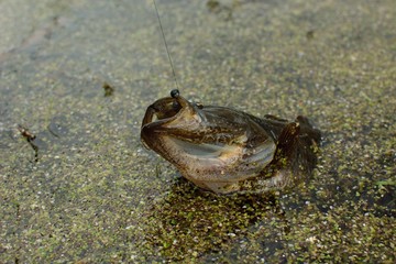 Summer fishing on the lake, Perccottus glenii