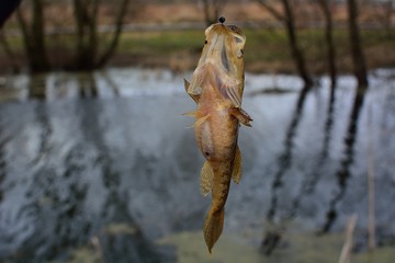 Summer fishing on the lake, Perccottus glenii