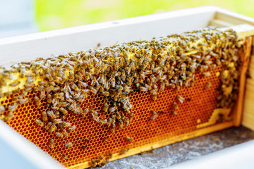 Bee honeycombs with honey and bees. Apiculture.